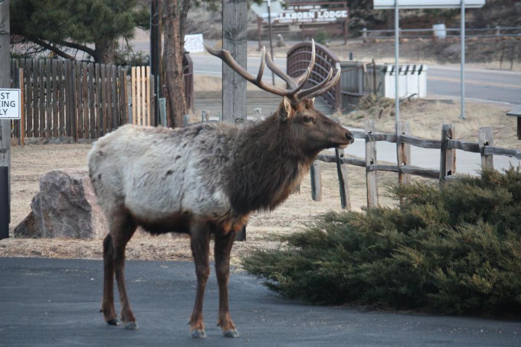 The Maxwell Inn Estes Park Exteriér fotografie